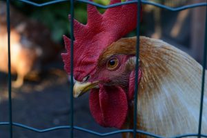 cock cage